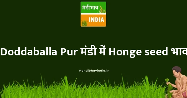 Honge seed भाव